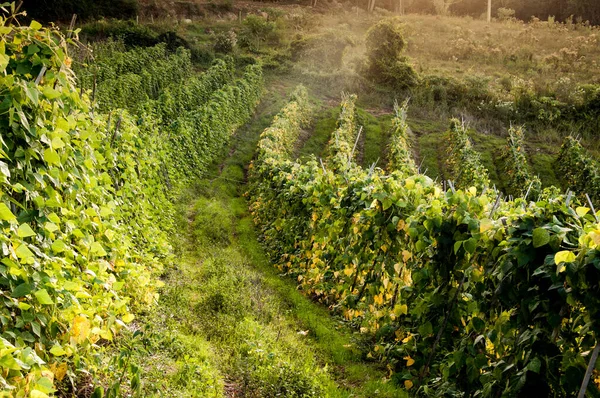 Pea Plantation Mountains Brazil — Stockfoto