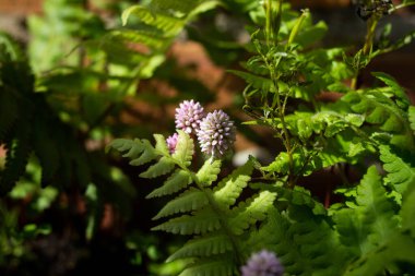 Sonbaharda güzel bahçe çiçekleri