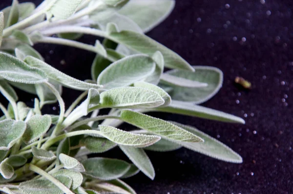 Fresh Sage Herb Top Dark Background — Stock Photo, Image