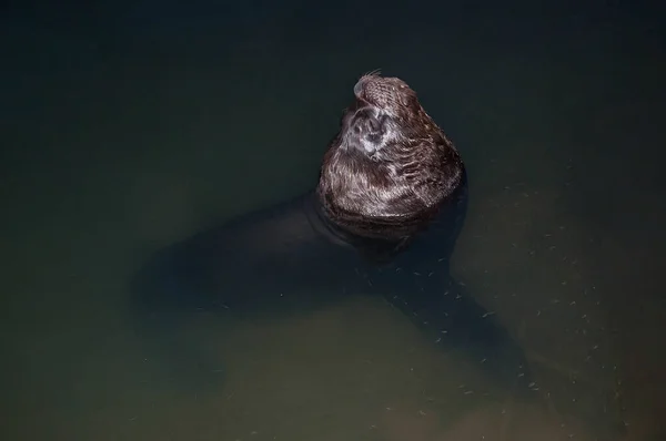 Lobo Marino Descansando Agua Por Noche Con Pequeños Peces Alrededor — Foto de Stock