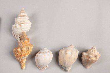 beyaz arkaplanda deniz kabuğu