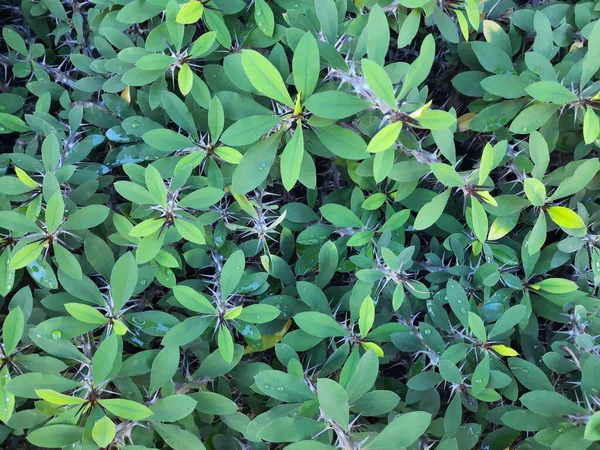 Groene Bladeren Bladflora — Stockfoto