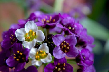 Bahçedeki güzel çiçekler