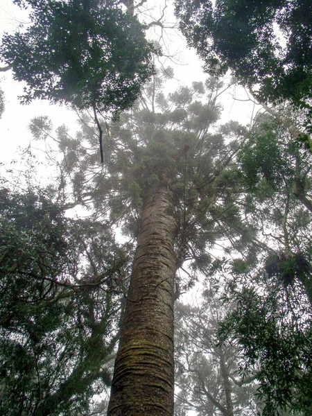 Красивый Лес Деревьями Зелеными Листьями — стоковое фото