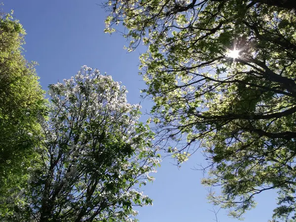 Mooie Lenteboom Met Blauwe Lucht — Stockfoto