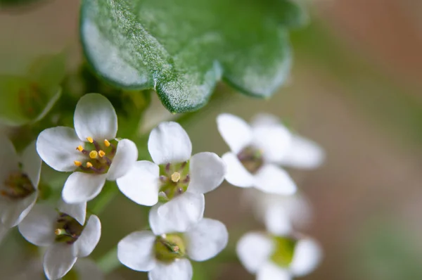 Belles Fleurs Blanches Dans Jardin — Photo