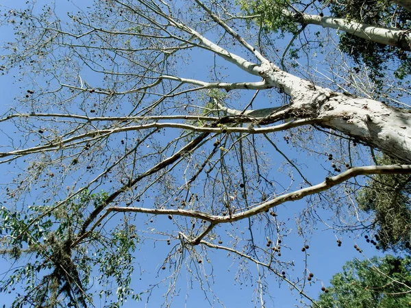 Bomen Met Blauwe Lucht Achtergrond — Stockfoto