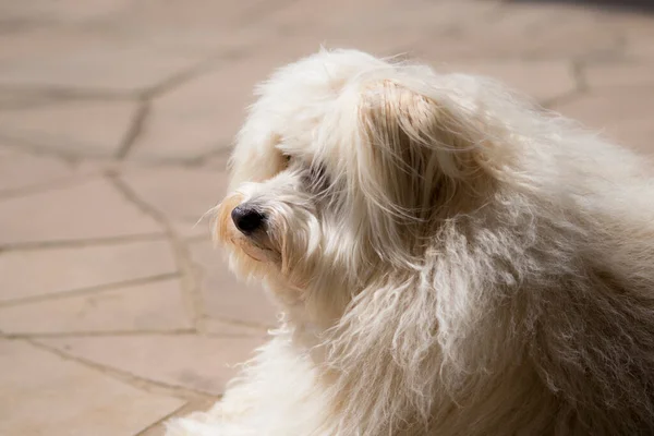 Όμορφο Γούνινο Λευκό Σκυλί Καλοκαίρι — Φωτογραφία Αρχείου