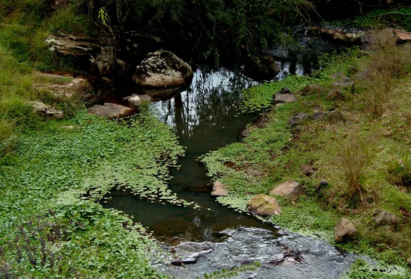 Yeşil Yapraklı Güzel Dağ Nehri — Stok fotoğraf