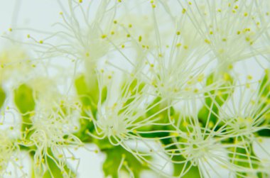 Narin bir kır çiçeğinin makro fotoğrafı