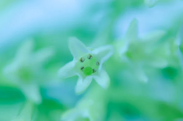 Makro Zdjęcie Delikatnego Dzikiego Kwiatu — Zdjęcie stockowe