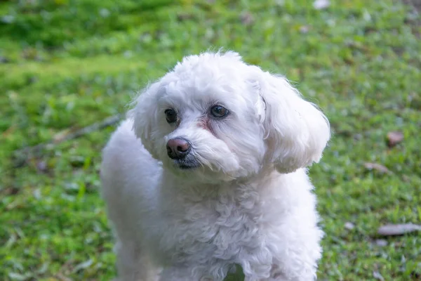 Linda Poodle Branco Peludo Parque — Fotografia de Stock