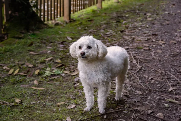 Gorgeous Furry White Poodle Park — Stock Photo, Image