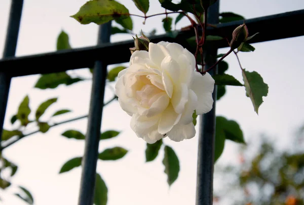 Sonbaharda narin beyaz bir gül