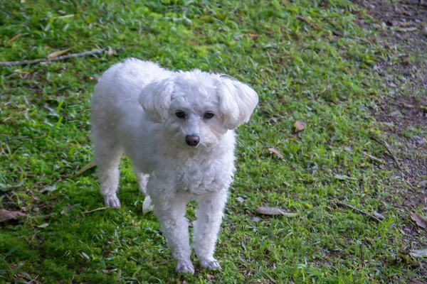 Linda Poodle Branco Peludo Parque — Fotografia de Stock