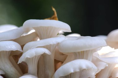 Ormanda beyaz mantarlar