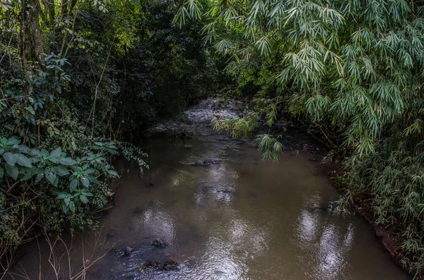 Grüne Blätter Mit Wassertropfen Fluss Einem Regnerischen Tag Nova Petropolis — Stockfoto