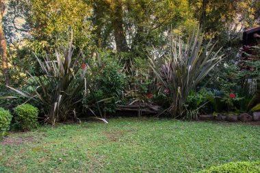 Sonbaharda güzel bahçe bitkileri