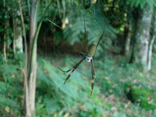 Στενή Θέα Έναν Ιστό Αράχνης Έναν Ιστό Αράχνης Στο Δάσος — Φωτογραφία Αρχείου