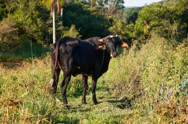Vaca Com Uma Grama Verde Campo — Fotografia de Stock
