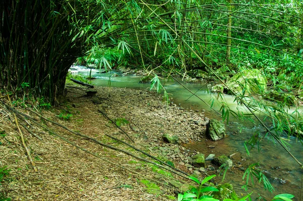 Blick Auf Einen Schönen Bach Der Durch Den Wald Fließt — Stockfoto