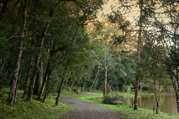 Sentiero Nella Foresta Nova Petrpolis Brasile — Foto Stock