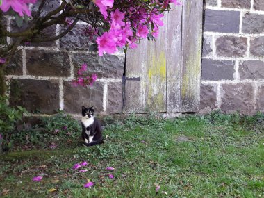 Kedi yerde oturuyor ve yürümeye çalışıyor.