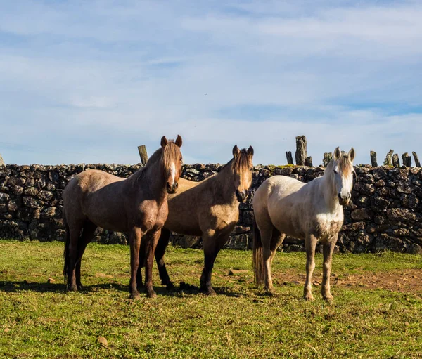 Yeşil beyaz bir kağıt üzerinde ora pr nobis bırakır