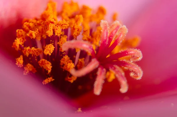 Beautiful Flowers Spring — Stock Photo, Image