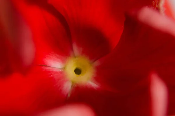 Red Flower Garden — Stock Photo, Image
