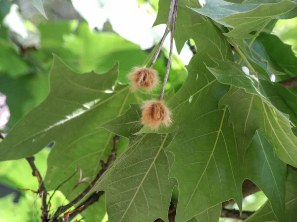 Seme Platano Che Cresce Giardino — Foto Stock