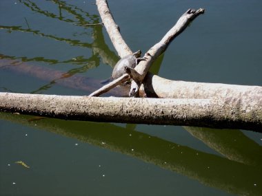 Su üzerinde ağaç gövdesi üzerinde kaplumbağa.