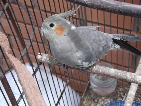 Closeup Shot Adorable Cockatiel Looking Out Each Other — Φωτογραφία Αρχείου