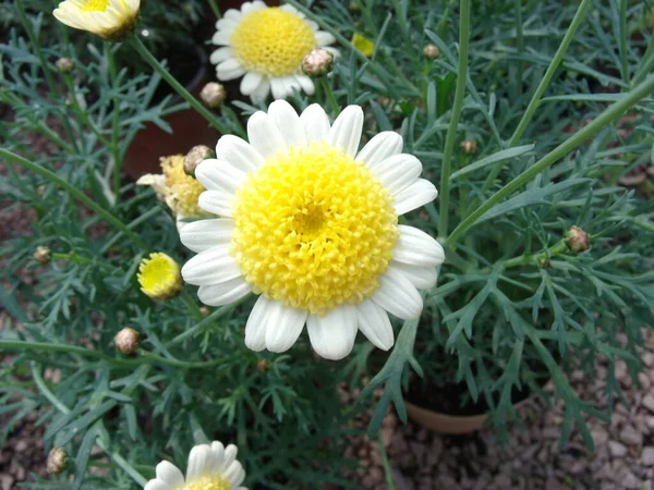 Fleur Blanche Dans Jardin — Photo