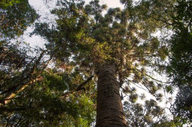 Nova Petropolis, Brezilya 'daki bin yıllık çam ağacı vizyonu