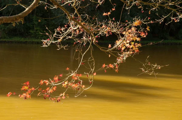 Bella Vista Della Scena Della Natura — Foto Stock