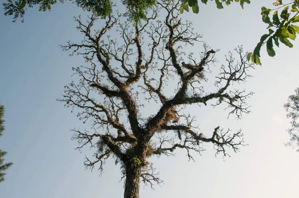 Old Tree Blue Sky Background Brazil — Stockfoto