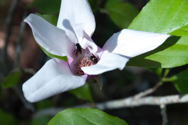 Baharda bahçede güzel bir çiçek