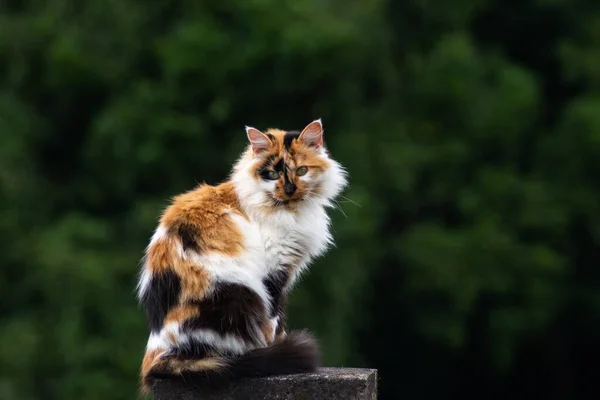 Bulanık yeşil arka planı olan tüylü, renkli bir kedi.