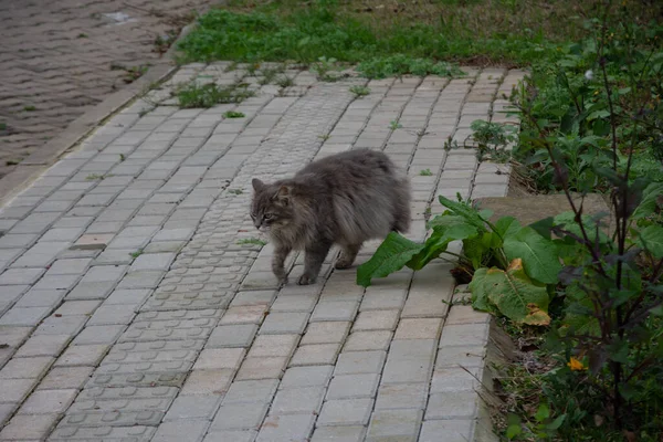 Grey Furry Cat Strolling Sidewalk — Fotografia de Stock