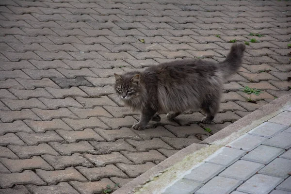 Gri ve tüylü kedi kaldırımda geziniyor