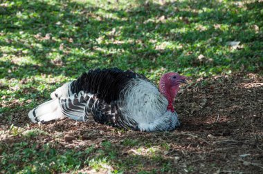 Peru yeşil çimlerin üzerinde dinleniyor