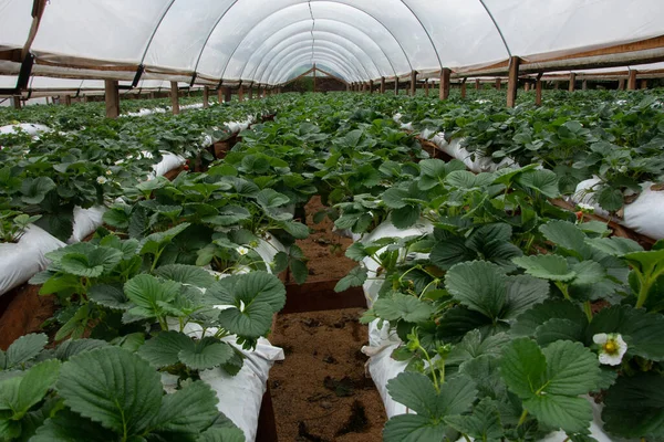 Seradaki çilek tarlasının manzarası