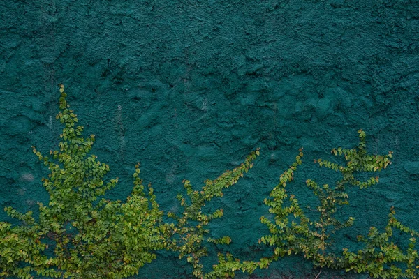 Brezilya taşında yeşil yosun var.