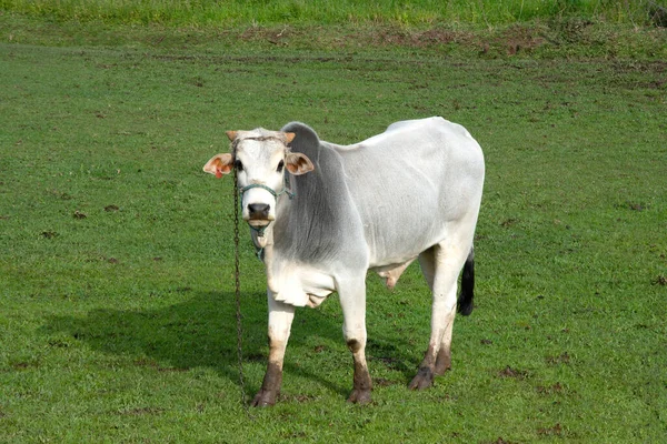 Beautiful Cow Field Farm — Photo