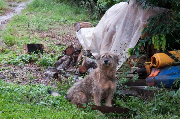 Cute Dog Green Grass Park — Stock Photo, Image