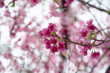 Bahçedeki güzel pembe sakura çiçekleri
