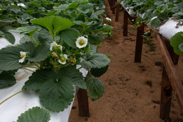 greenhouse with strawberry and flower