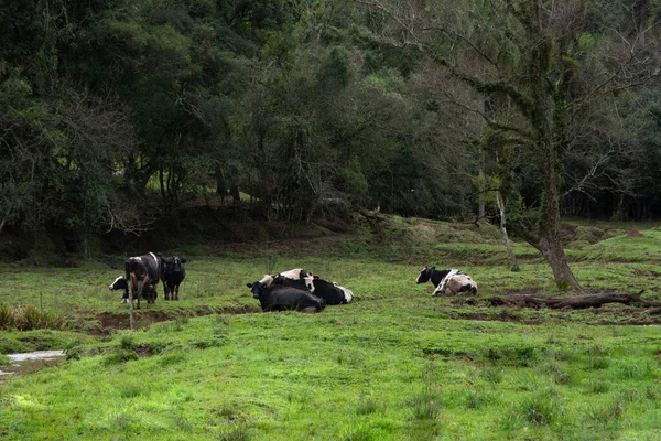 Cows Field Brazil — Stock Photo, Image