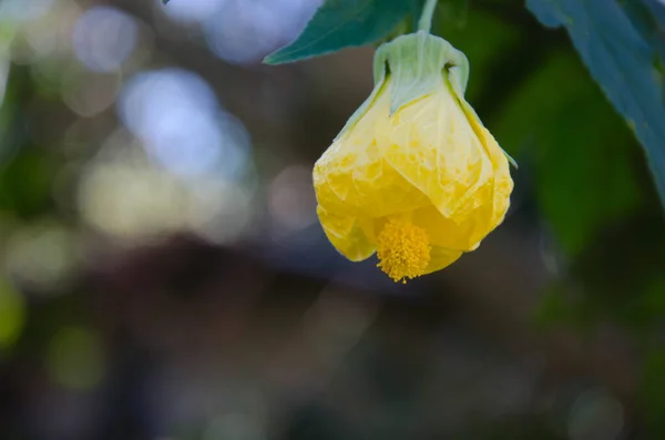 Mevsimlik arka plan ile sarı çiçek